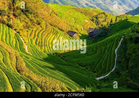 Hiking through the rice terraces fields in harvest season near Ping An village, Longji Terraced Fields Scenic Area, Longsheng County, Guangxi, China. Stock Photo