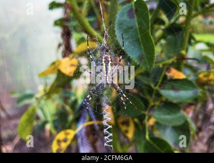 Female wasp spider or zebra spider on the web close up. High quality photo Stock Photo