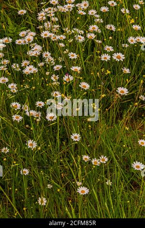 field of daisies on a summer day guadarrama. Madrid. spain Stock Photo