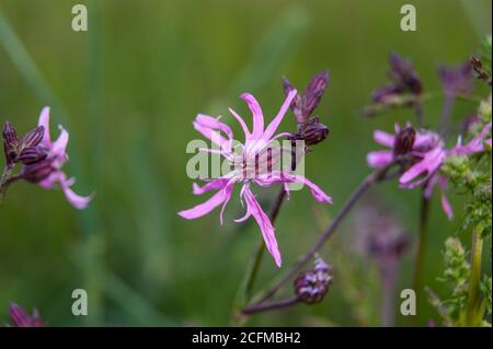 Lychnis flos-cuculi, commonly called ragged-robin Stock Photo