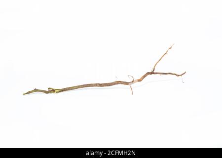 Roots of plant isolated on white background, Stock Photo