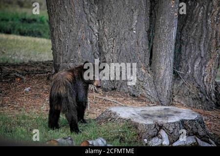A young black bear in Colorado's San Juan Mountains. Stock Photo
