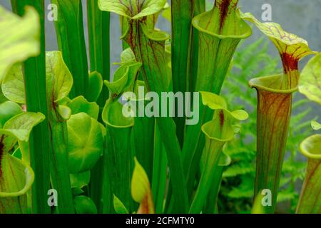 Carnivorous yellow pitcher plants, Sarracenia flava, Kew Gardens, London, UK Stock Photo