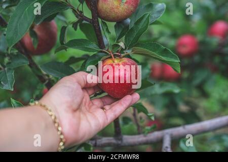 Red apple picking hand holding ripe fruit in an orchard agriculture and farm life Stock Photo