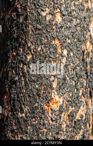 Close-up of burned pine tree trunk; Decker Fire; Central Colorado; USA Stock Photo