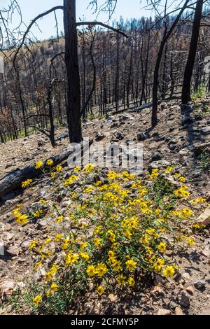 Senecio wootonii; Wooton's Ragwort; Asteraceae; Sunflower wildflowers growing at site of Decker Forest Fire; Rocky Mountains, Central Colorado, USA Stock Photo