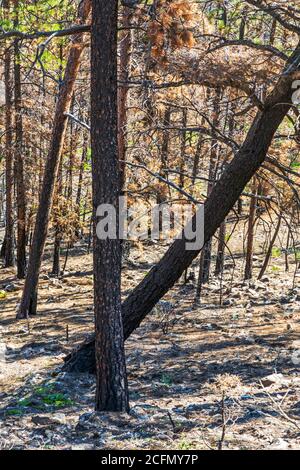 Scarred & damaged forest after the Decker Fire; Rocky Mountains, Central Colorado, USA Stock Photo