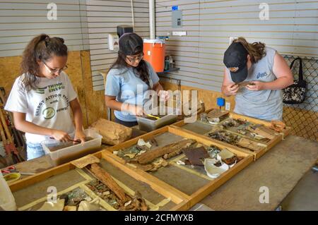 HAZLETON, PA - JUNE 30: From left, Milka Cerda, Lizbeth Fuentes and Teresa Robbins view and clean artifacts uncovered at the site of an archaeologic d Stock Photo