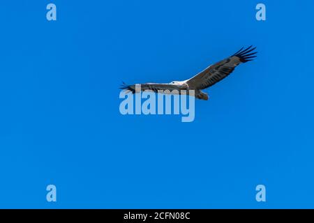 A subadult White-bellied Sea-Eagle flying in the clear blue sky Stock Photo