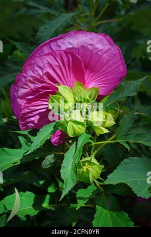 Giant dinner plate perennial hibiscus rose mallow flower Stock Photo