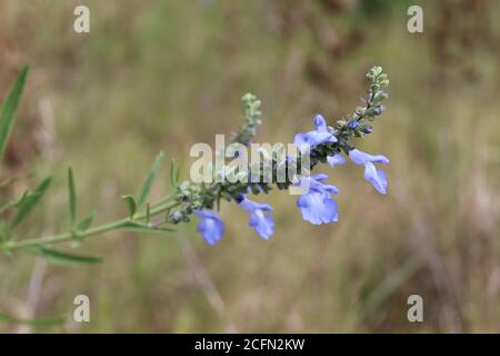 Threatened species in Illinois, wild blue sage, in Morton Grove, Illinois Stock Photo