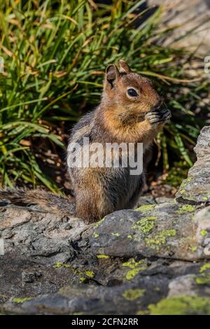 Cascade Golden-Mantled Ground Squirrel, Spermophilus saturatus, feeding along the Sahale Arm Trail, North Cascades National Park, Washington State, US Stock Photo