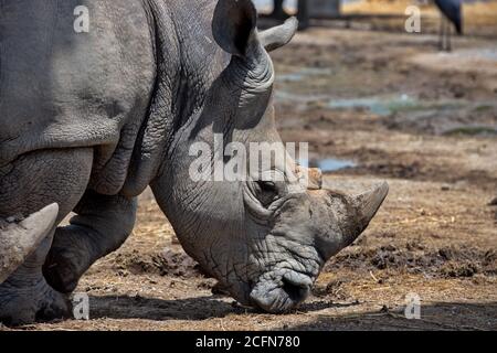 Close up head of Black rhinoceros (Diceros bicornis). Wild life animal. Stock Photo