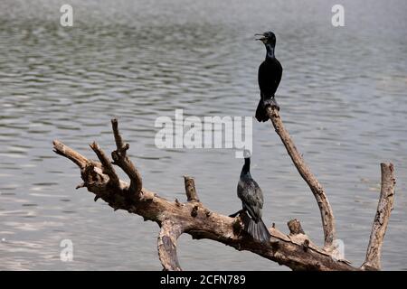 Two black cormorants perched on a dry log by the water on a sunny day.