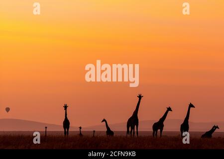 A group of giraffes walking together across the plains of Masai Mara in Kenya Stock Photo