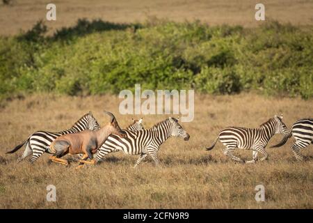 Herd of zebras and one topi galloping in Masai Mara in Kenya Stock Photo