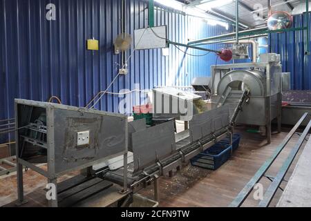 Traditional tapioca chips factory at Tanjung Sepat, Malaysia. Stock Photo