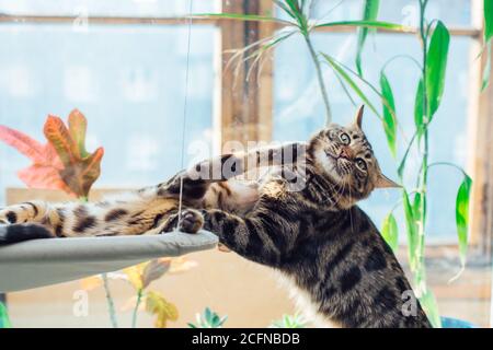 Two cute bengal kittens gold and chorocoal color laying on the cat's window bed playing and fighting. Stock Photo