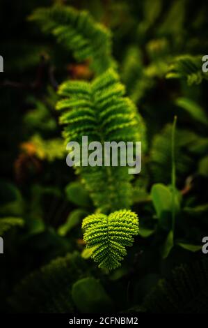 Closeup of bright green leaf, vertical image Stock Photo