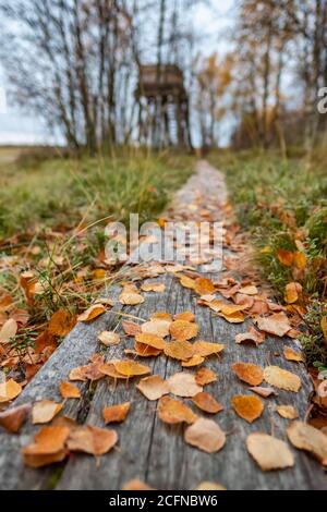 Autumn yellow leaves on wooden background close up Stock Photo