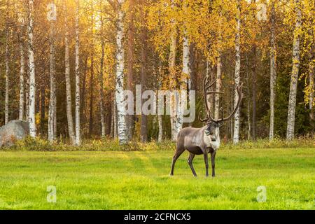 Reindeer grazing on the green field with birch trees forest at background in Lapland, Northern Finland Stock Photo