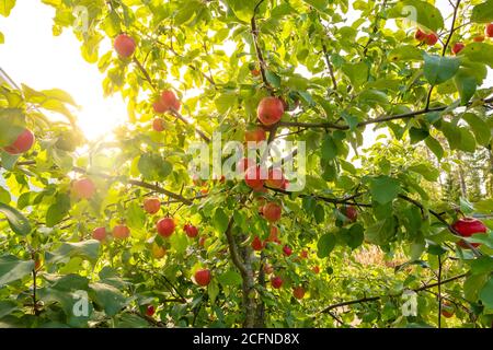Red apples on the apple tree Stock Photo