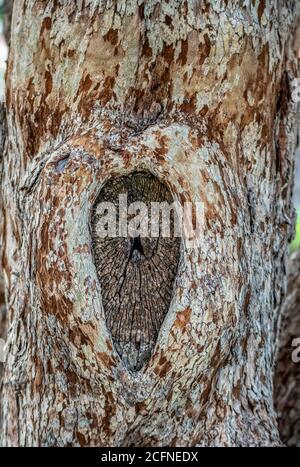 Close up view of big old hollow tree texture Stock Photo