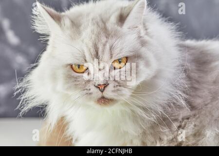 White British cat with yellow eyes on a gray background. Stock Photo