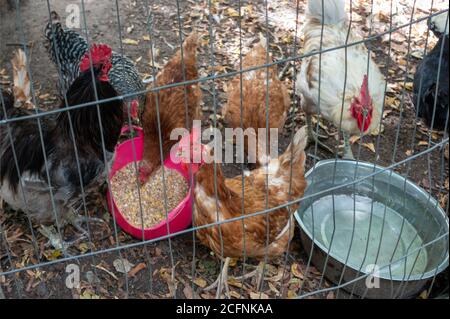 Henhouse home chickens feeding on corn and drinking water Stock Photo