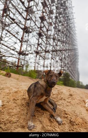 Pripyat / Ukraine - May 15, 2018: Dog in Duga radar system used as part of the Soviet missile defense early-warning radar network, Ukraine Stock Photo