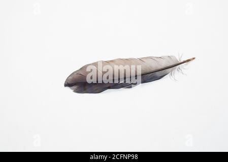 A single feather on a white background. The feather is from a Scrub Jay. Stock Photo