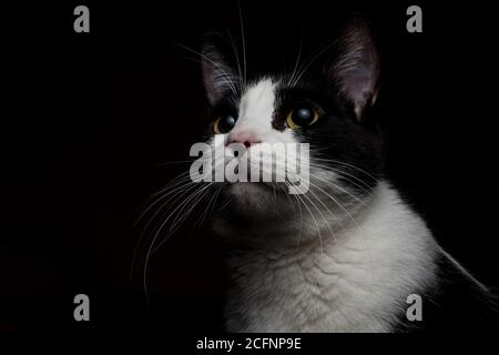 A portrait of a black and white cat in the dark Stock Photo