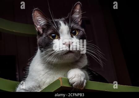 A portrait of a black and white pet cat relaxing on a chair indoors. Stock Photo