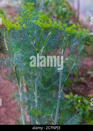 Branches of green organic dill in a greenhouse. Stock Photo