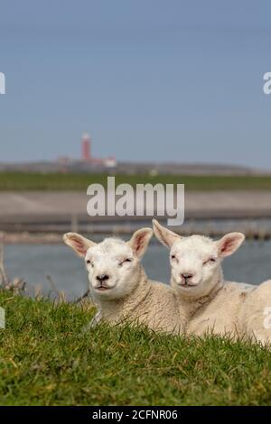 The Netherlands, Texel Island, De Cocksdorp. Pedigree Texel sheep breeding. Lambs. Stock Photo