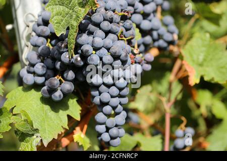 Close up of ripe blue grapes on vine Stock Photo