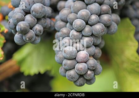 Close up of ripe blue grapes on vine Stock Photo