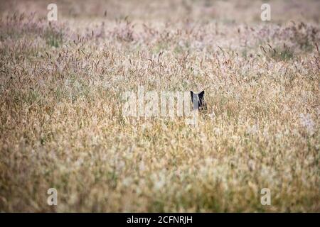 The Netherlands, 's-Graveland, Rural estate Hilverbeek. Black cat in grass field. Stock Photo