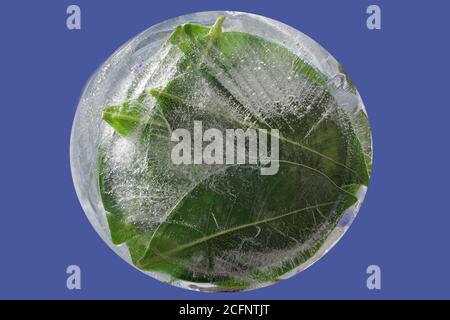 Background of green leaves  in ice   cube  with air bubbles. Flat lay spring  consept on classic blue background Stock Photo