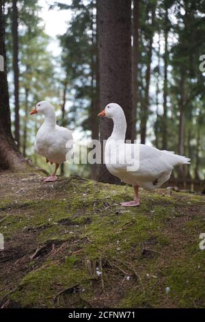 Two Geeze - Goose standing one leg in the forest Stock Photo