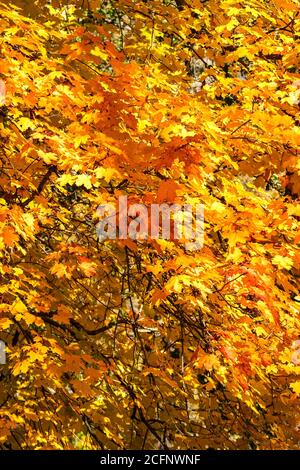 Autumn colored maple leaves on a tree Stock Photo
