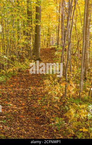 Path through a deciduous forest in autumn Stock Photo