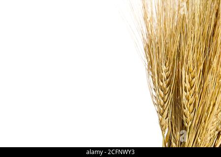 ears of ripe yellow wheat on white background close-up. Stock Photo