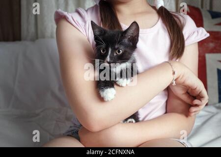 Black and white spotted kitten sits in the arms of a girl. Stock Photo