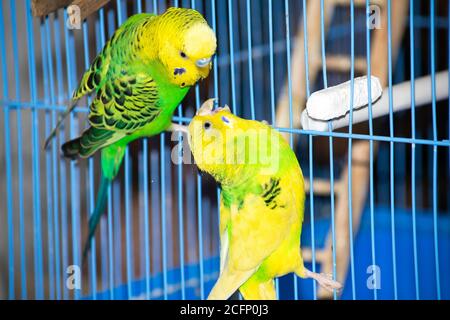 two yellow-green wavy parrots are sitting on a cage Stock Photo