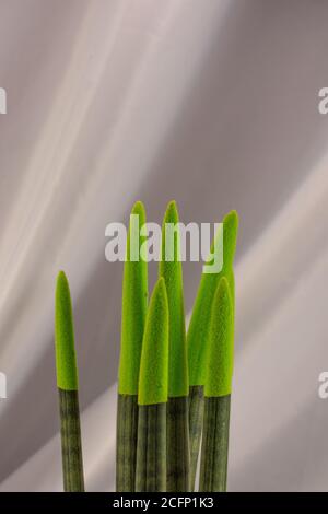 Evergreen indoor plant with velvety tips Stock Photo