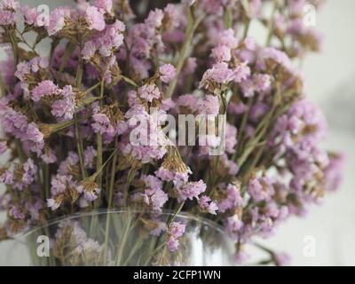 Dried statice flower soft pink, violet color in clear glass vase vintage style, Concept for write text design in front background Stock Photo