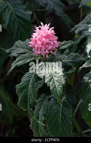 Justicia carnea, Brazilian plume flower, Brazilian-plume, flamingo flower, and jacobinia. Hospital Too Far or Blood of Jesus. Single pink flower Stock Photo