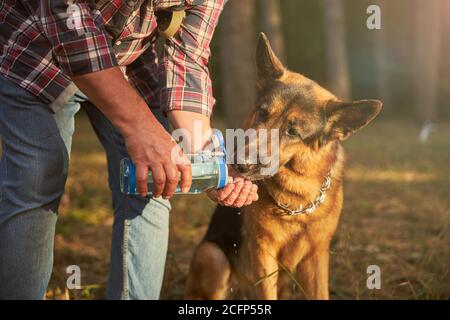 German shepherd pup drinking water given by his owner Stock Photo