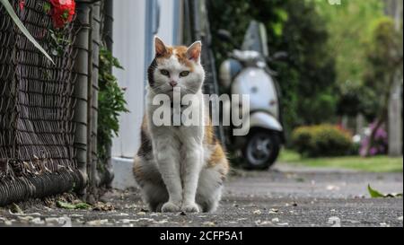 Melbourne Australia. Scenes of daily life in Melbourne Australia . A cat on the footpath in suburban Melbourne. Stock Photo